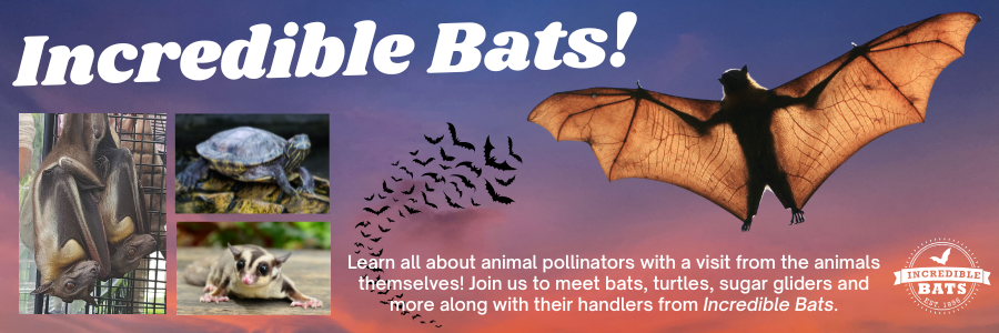 Incredible Bats
